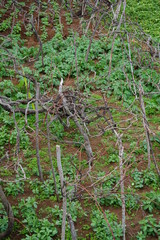Kleiner Weingarten in Porto Moniz (Madeira)