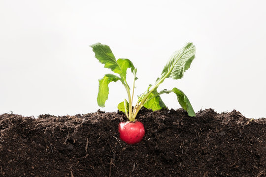 Radish Plant Growing On Soil Isolated On White