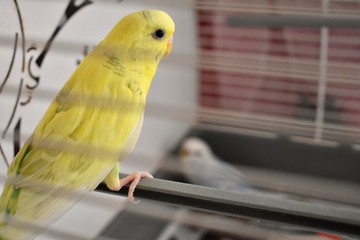 Fototapeta premium Yellow parakeet inside her cage and another one in the background 
