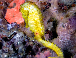 A Yellow Seahorse (Hippocampus kuda)