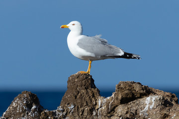 Fototapeta premium Gabbiano in uno scoglio