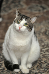 Naklejka na ściany i meble white and brown shorthair cat