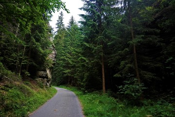 Path through the forest between Hinterhermsdorf and the Kirnitzsch valley