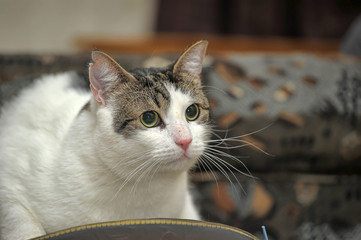 white and brown shorthair cat