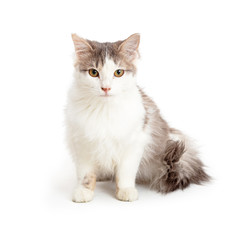 Domestic Medium Hair Grey and White Cat