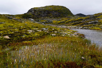 Landscape with mountains and a lake on a cloudy day in Norway. Small white flowers are in the...