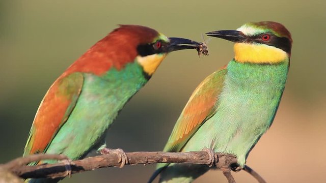 courtship games of paradise colored birds