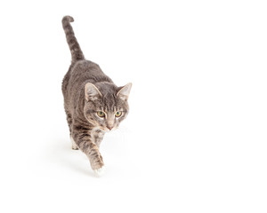 Grey Cat Walking Forward Over White © adogslifephoto