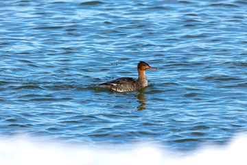 Female red-breasted merganser  on lake Michigan