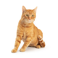 Orange Domestic Shorthair Tabby Cat Sitting