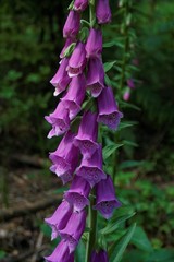 Common foxglove plant spotted in the forest © pisces2386