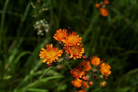 Beautiful Pilosella aurantiaca spotted on a meadow in Saxon Switzerland