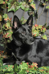 black dog mestizo on a background of green