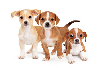 Three Cute Mixed Small Breed Puppy Dogs