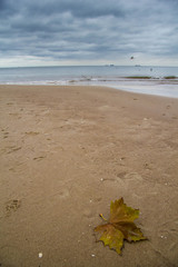 Jesienny liści na morskiej plaży