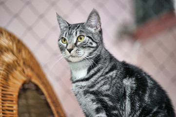 cat with black and gray