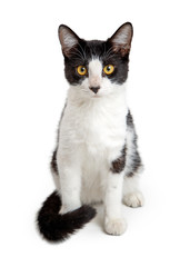 White and Black Young Cat Sitting Up Tall