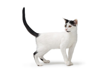 White Cat Black Markings Standing Side