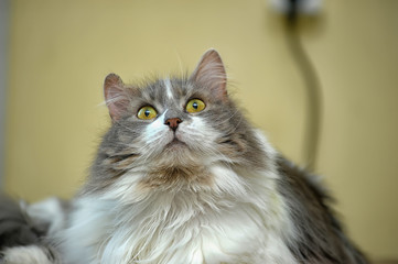 Fototapeta premium White and gray fluffy cat