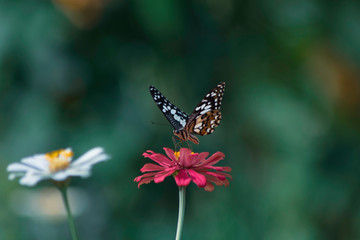 Fototapeta na wymiar Fantasy tropical butterfly appearing in dreams