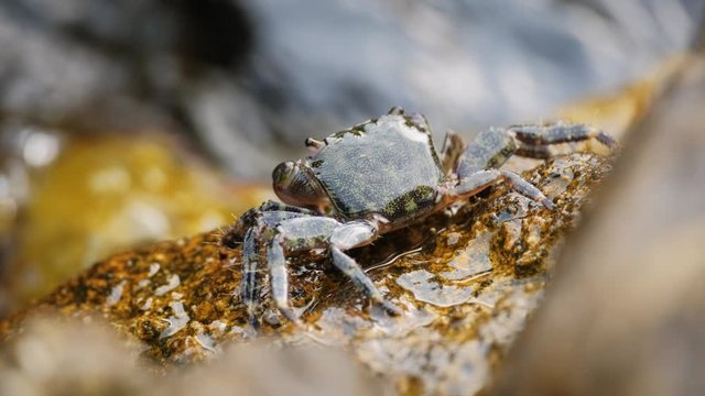 Carcinus maenas, green european crab on the stone shore. Adriatic coast. 4k. Slow motion