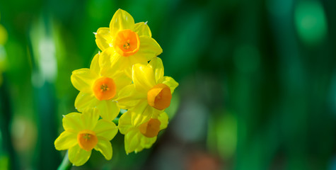 Obraz premium Yellow Narcissus flower. Narcissus daffodil flowers with copy space