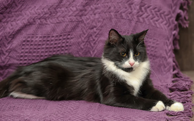 beautiful black with white fluffy cat on a purple background