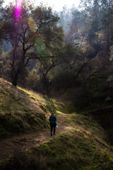 Fototapeta premium woman hiking in forest