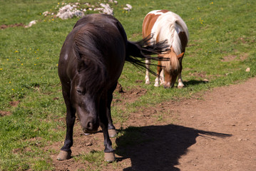Grazing ponies on an mountain footpath