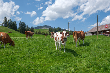 Fototapeta na wymiar Alpine landscape with grazing cows, Switzerland