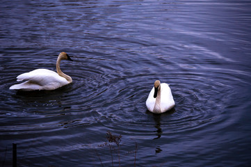 swans on the lake