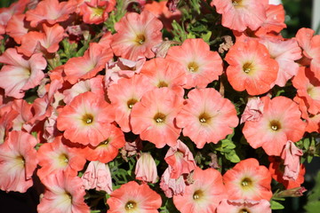 Bouquet Of Petunias, Edmonton, Alberta