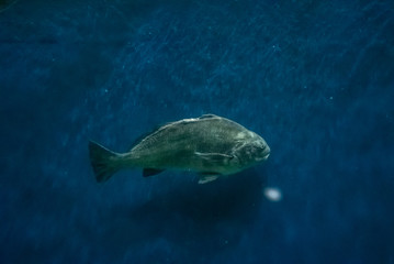 beautiful underwater in an aquarium