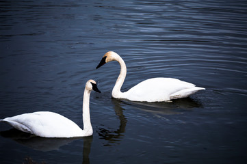 white swan on the lake