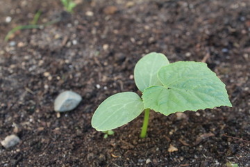 cucumber seedlings in the soil in spring and summer