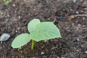 cucumber seedlings in the soil in spring and summer
