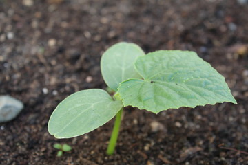 cucumber seedlings in the soil in spring and summer