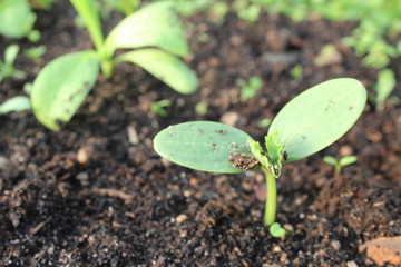 cucumber seedlings in the soil in spring and summer