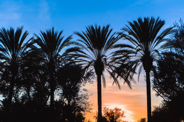Obraz premium Palm tree silhouette at beautiful sunset