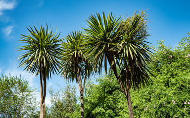 palm trees in the park