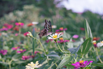 Chamomiles daisies macro in summer spring field on background blue sky with sunshine and a flying butterfly, nature panoramic view. Summer natural landscape with copy space.