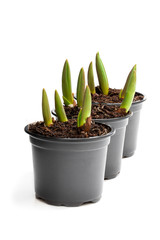 Tulip sprouts in black plant pots isolated on white
