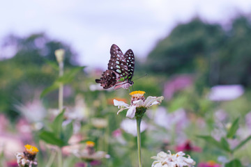 Chamomiles daisies macro in summer spring field on background blue sky with sunshine and a flying butterfly, nature panoramic view. Summer natural landscape with copy space.