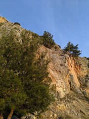 Naklejka premium tree in mountains,landscape,sky