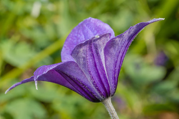 Niebieski kwiat powojnika w ogrodzie w słoneczny czerwcowy dzień