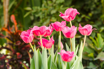 Garden tulips in the spring sun in the greenhouse