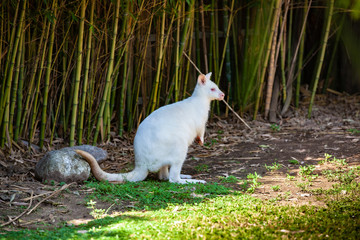 white kangaroo at the zoo