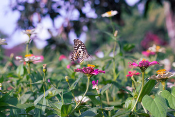 Chamomiles daisies macro in summer spring field on background blue sky with sunshine and a flying butterfly, nature panoramic view. Summer natural landscape with copy space.
