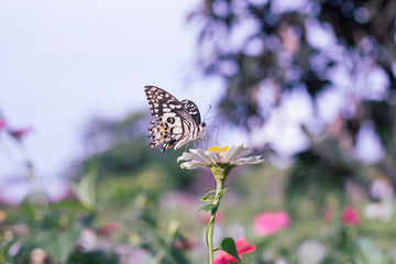 Chamomiles daisies macro in summer spring field on background blue sky with sunshine and a flying butterfly, nature panoramic view. Summer natural landscape with copy space.