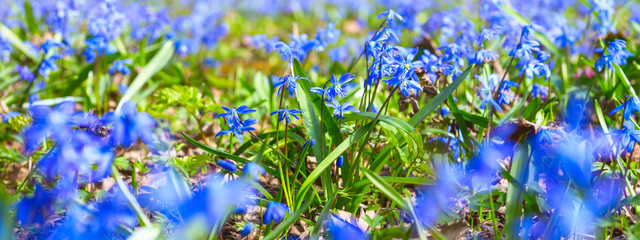 Blue snowdrop blossom flowers in early spring in the forest. Scilla siberica Squill